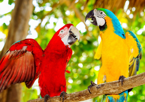 Шесть условий для счастливого попугая