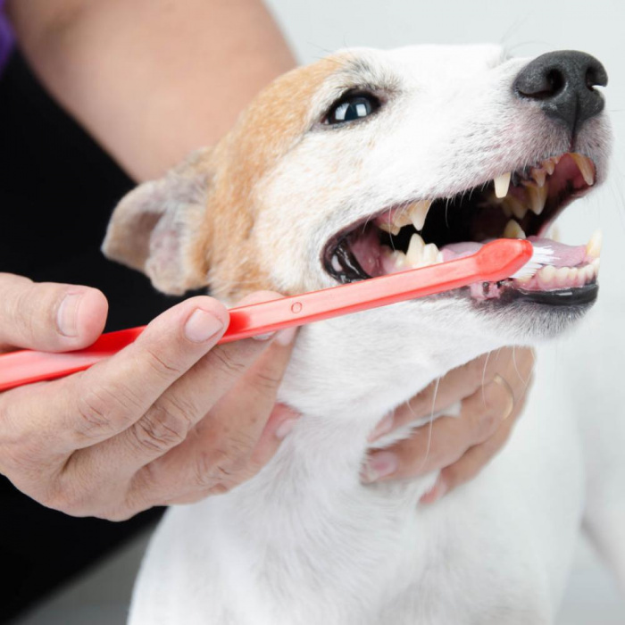Услуги стоматолога для животных