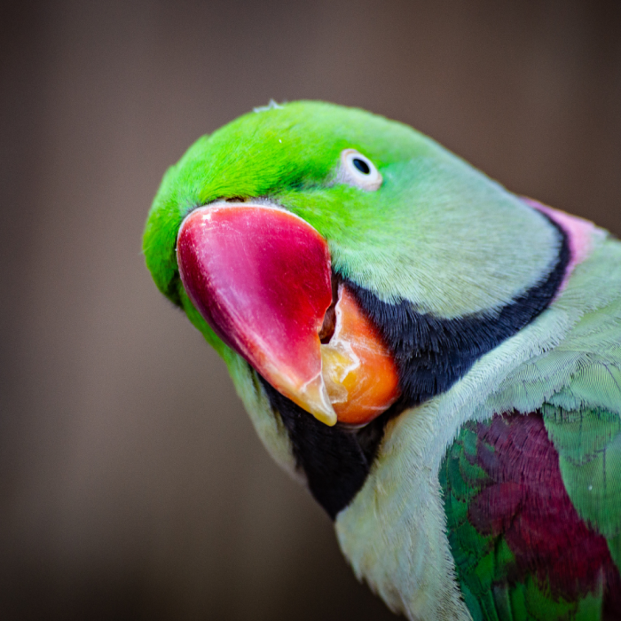 Прием орнитолога и лечение всех видов птиц