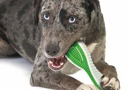 Что  мы  знаем  о  зубах  наших  животных