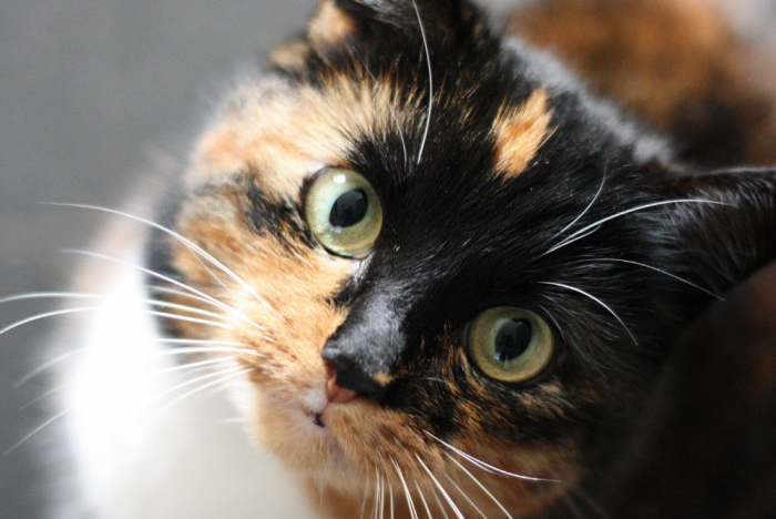 Вакцинация / чипирование