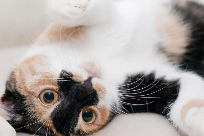 Гинекология и урология