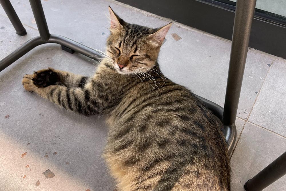 Эндоскопическая  диагностика и хирургия