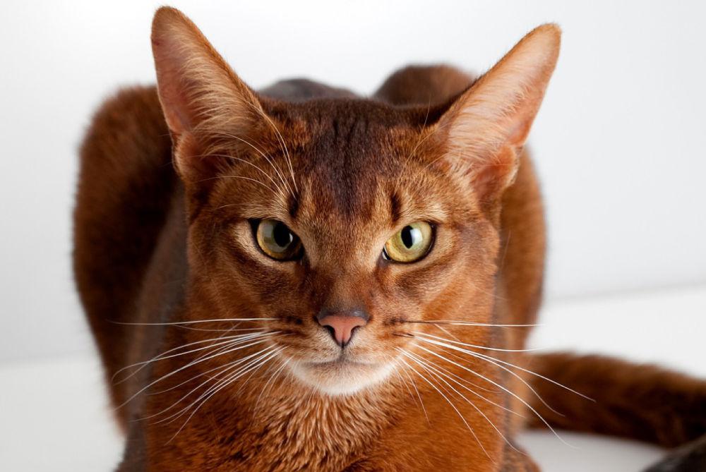 Онкологические заболевания