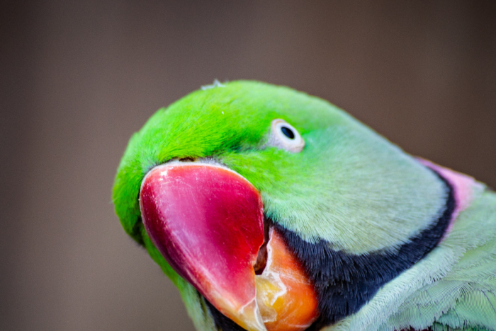Прием орнитолога и лечение всех видов птиц